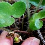 Hepatica nobilis Fruit