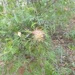 Grevillea banksii Агульны выгляд