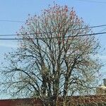 Erythrina americana Hábito