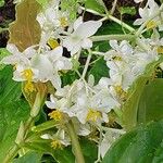 Begonia convolvulacea Blomma
