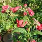 Penstemon hartwegii Blomma