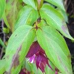 Leycesteria formosa Blatt