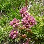 Sempervivum montanum Flor