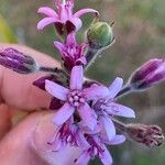 Oxypetalum solanoides Flor