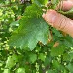 Crataegus submollis Folha