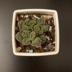 Titanopsis calcarea葉