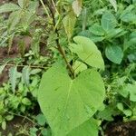 Ipomoea pandurata Fuelha