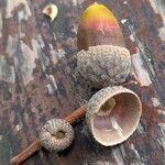 Quercus canariensis Fruit