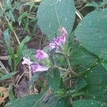 Barleria cristata Цвят