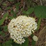 Viburnum lantanaKwiat