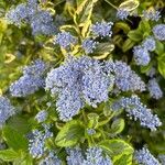 Ceanothus arboreus ফুল