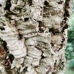Quercus suber Bark