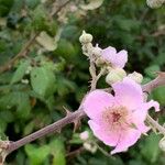 Rubus discolor Blomst