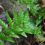 Dryopteris cambrensis পাতা