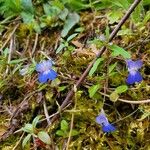 Collinsia parviflora Fiore
