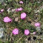 Dianthus sylvestris Tervik taim