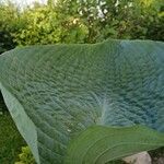 Hosta sieboldiana Folha