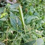 Andrographis paniculata फल