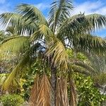 Howea belmoreana Tabia