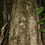 Micropholis trunciflora Corteza