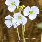 Sagittaria graminea 花