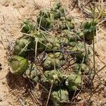 Cumulopuntia rossiana عادت داشتن