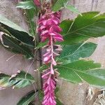 Alpinia purpurata Blüte