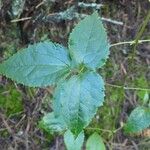 Clematis mauritiana Leaf