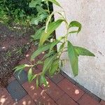 Persicaria lapathifolia Libunga
