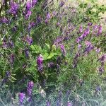 Vicia villosaFlower