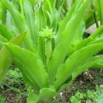 Eucomis pallidiflora Habit