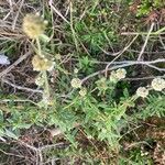 Spermacoce verticillata फूल