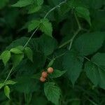 Rubus occidentalis Plod