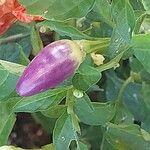 Capsicum frutescensVili