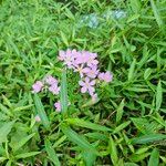 Sabatia angularis फूल