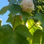 Hibiscus mutabilis Foglia