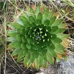 Paepalanthus alpinus Leaf