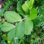 Vicia johannis Blatt