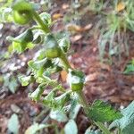 Teucrium scorodoniaBlüte