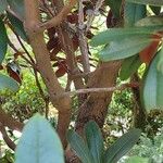 Rhododendron arboreum Bark