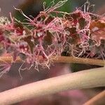 Acalypha wilkesiana Fruit