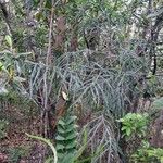 Dacrydium araucarioides Celota