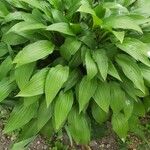 Hosta lancifolia (Thunb.) Engl.Frunză