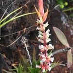 Dracophyllum ramosum Flower