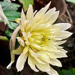 Dahlia × cultorum Lorea