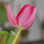 Tulipa agenensisFlower