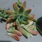 Dudleya greenei 叶