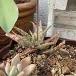 Aloe rauhii 葉