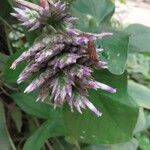 Aechmea serrata Fleur