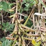 Indigofera schimperi 果實